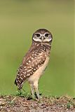 Burrowing Owl